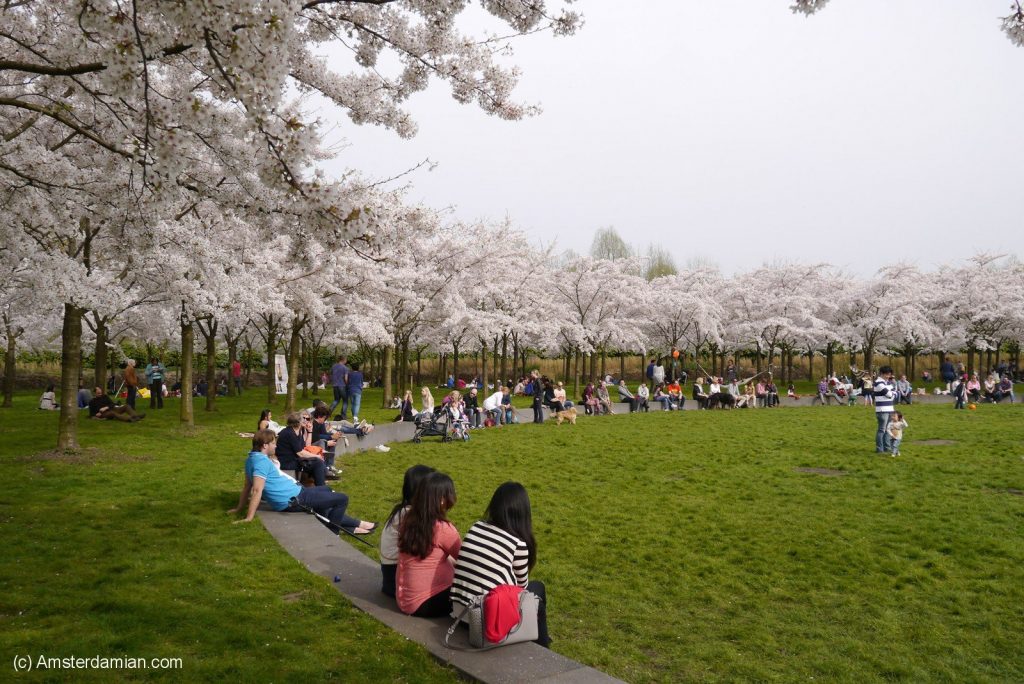 Amsterdam Cherry Blossom Park - Amsterdam Daily News Netherlands & Europe