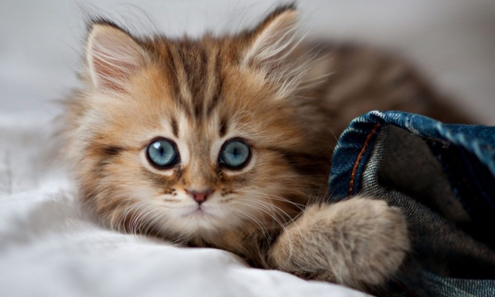 Most Popular Cat Names in Netherlands - Amsterdam Daily News ...