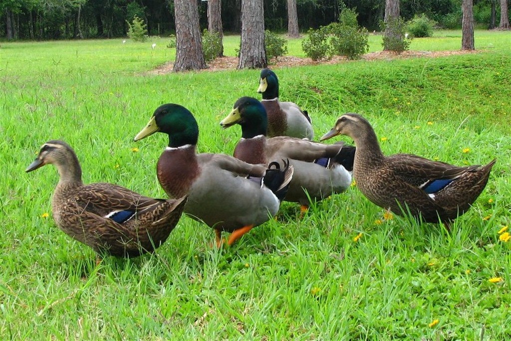 Duck and pigeon breeding in Amsterdam