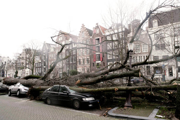 eunice storm amsterdam fall tree car