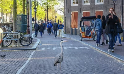 Amsterdam city Gray Heron Bird 1