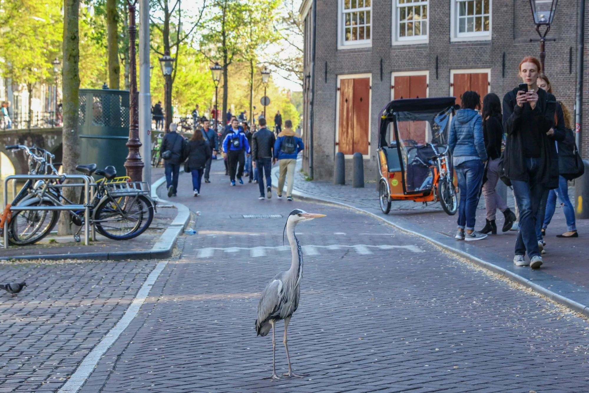 Amsterdam city Gray Heron Bird 1