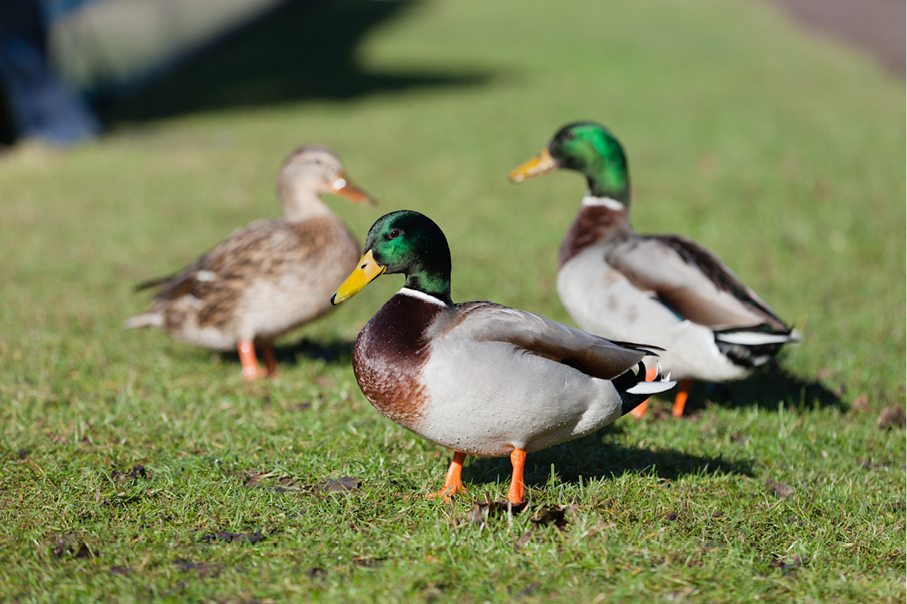 Duck feeding ban in Rotterdam