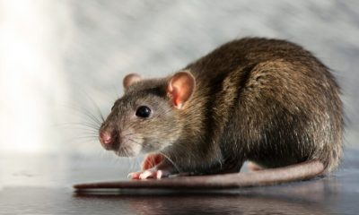 Garden rats are threatened in the Netherlands