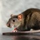 Garden rats are threatened in the Netherlands