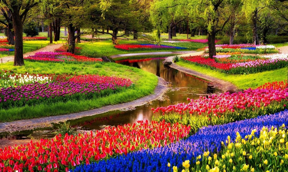 Tulip Season Begins In The Netherlands Keukenhof 2022 Amsterdam   Keukenhof 2022 1000x600 