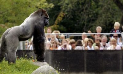 Rotterdams famous kidnapping Gorilla Bokito