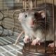 Amsterdam Municipality bans feeding stray animals because of rats