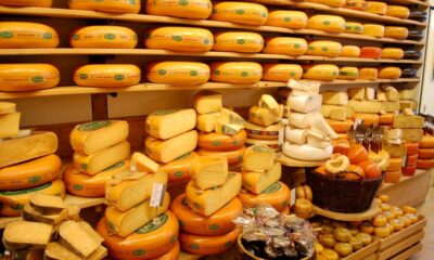 30+, 48+, 50+: Which cheese is best to choose?