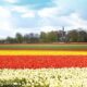 1 million people visited Keukenhof in the Netherlands this year!