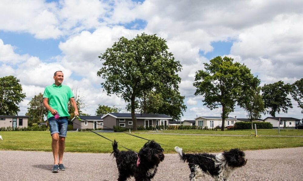 How to adopt a pet in the Netherlands? Amsterdam Daily News