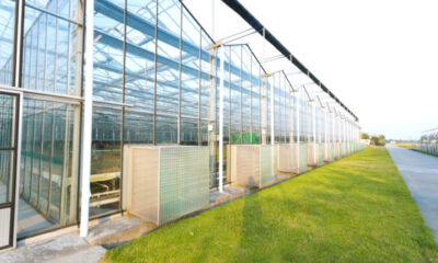 Greenhouses in the Netherlands shut down due to energy crisis