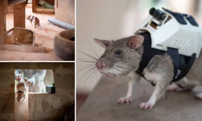In the Netherlands, rats are trained to reach survivors in natural disasters with special backpacks designed in 3D
