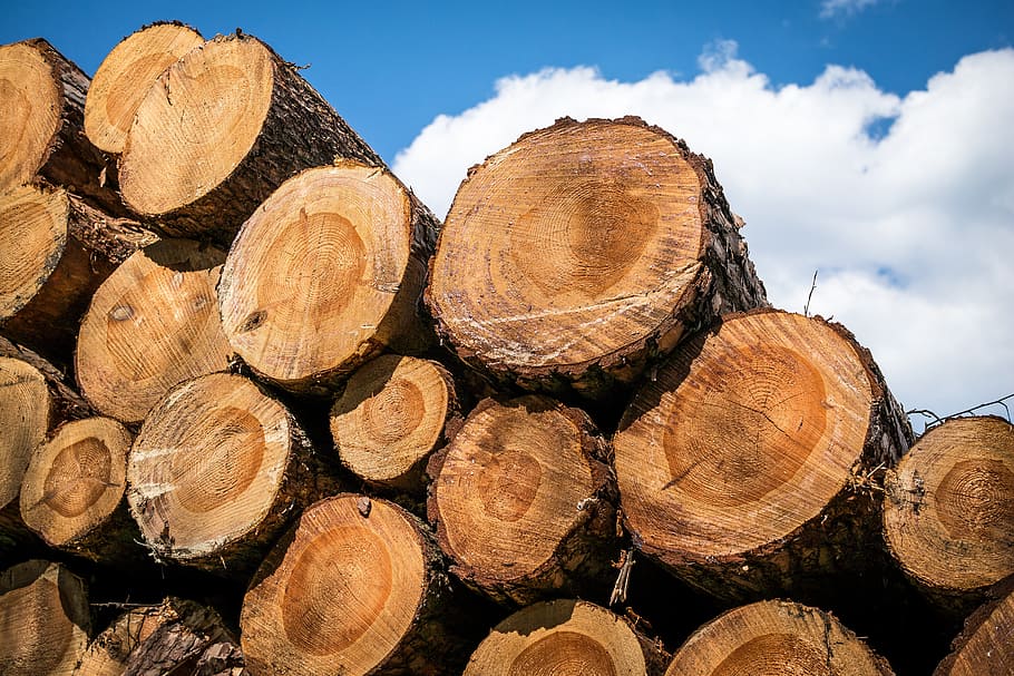 Demand for wood increased in Germany