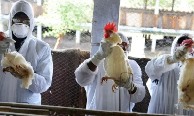 Netherlands to cull 29,000 more chickens to prevent bird flu