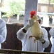 Netherlands to cull 29,000 more chickens to prevent bird flu