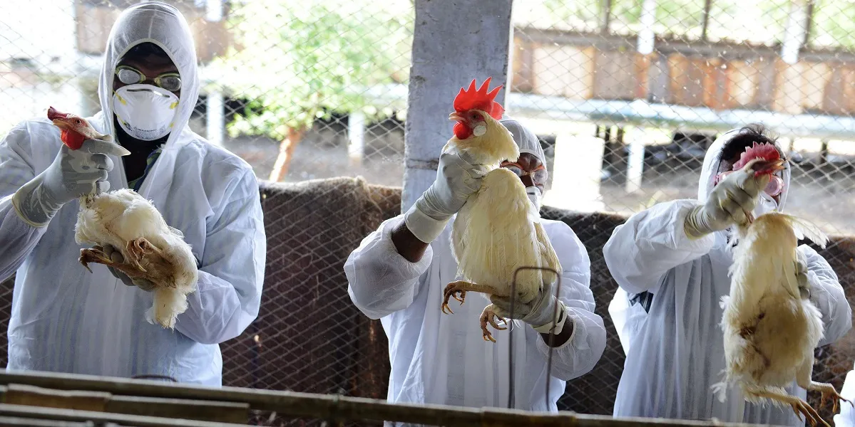 Netherlands to cull 29,000 more chickens to prevent bird flu