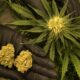 Germany reveals cannabis strategy with cautions