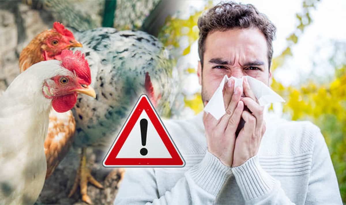 The bird flu epidemic is spreading