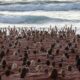 Hundreds of nudes meet on the beach for cancer awareness in Australia