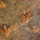 Rare dinosaur footprints found in eastern China