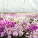 The world's largest orchid producer stopped production