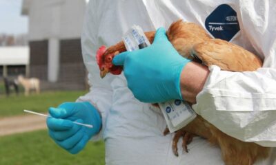 Bird flu alert in UK