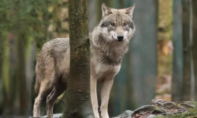 In the Netherlands, wolves will be shot away with a paintball gun