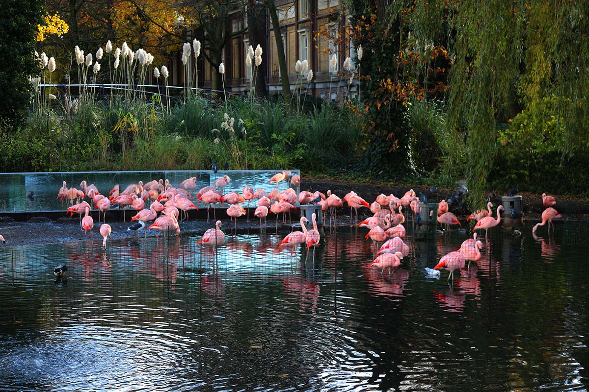 Artis Zoo Amsterdam A Day with the Animals 1