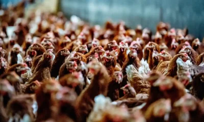 Bird flu epidemic in northern Europe