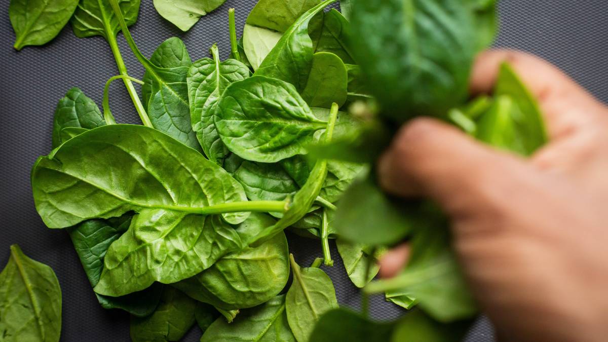 Poison spinach causes hallucinations in Australia