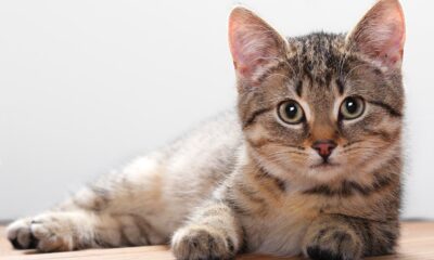 Cat owners in the Netherlands will be asked to chip their pets