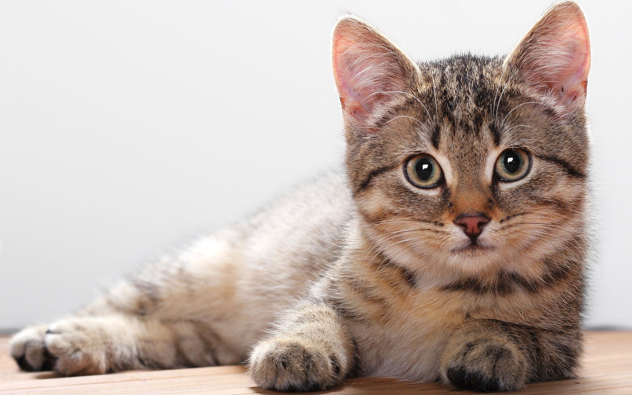 Cat owners in the Netherlands will be asked to chip their pets