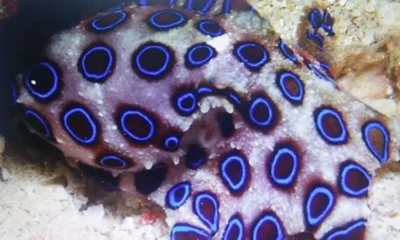 Poisonous octopus served to a customer at a Chinese restaurant