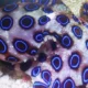 Poisonous octopus served to a customer at a Chinese restaurant