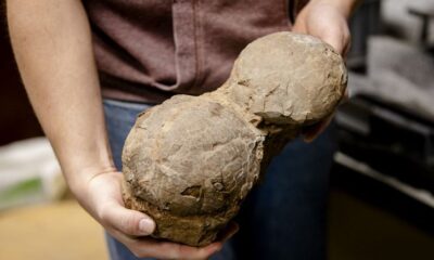 Potential embryo excitement in fossil dinosaur eggs in the Netherlands