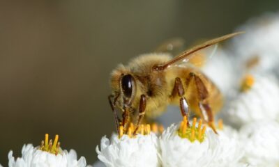 USA approves bee vaccine