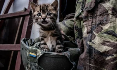 Warrior cats of Ukraine