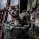 Warrior cats of Ukraine