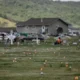 17 graves were found in the garden of a church school in Canada