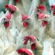 Bird flu killed in Cambodia