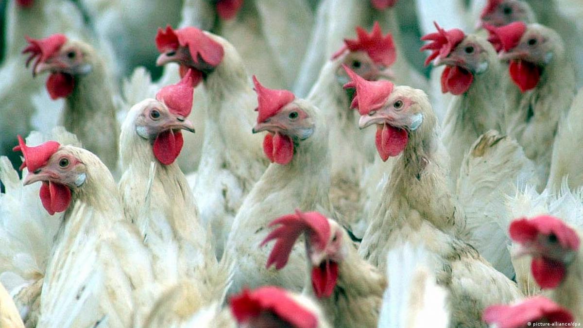 Bird flu killed in Cambodia