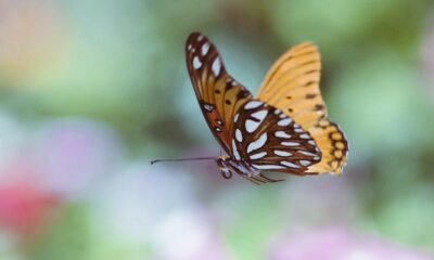 Butterflies in England are down 80 percent