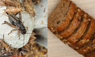 EU approves food with crickets