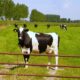 Mad cow disease found in a cow in a farm in the Netherlands