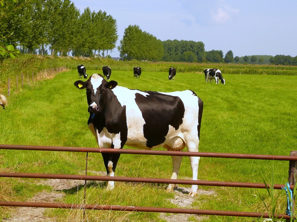 Mad cow disease found in a cow in a farm in the Netherlands