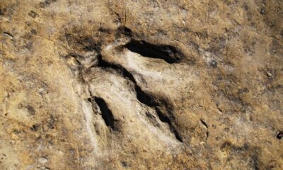 One metre dinosaur footprint found