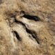 One metre dinosaur footprint found