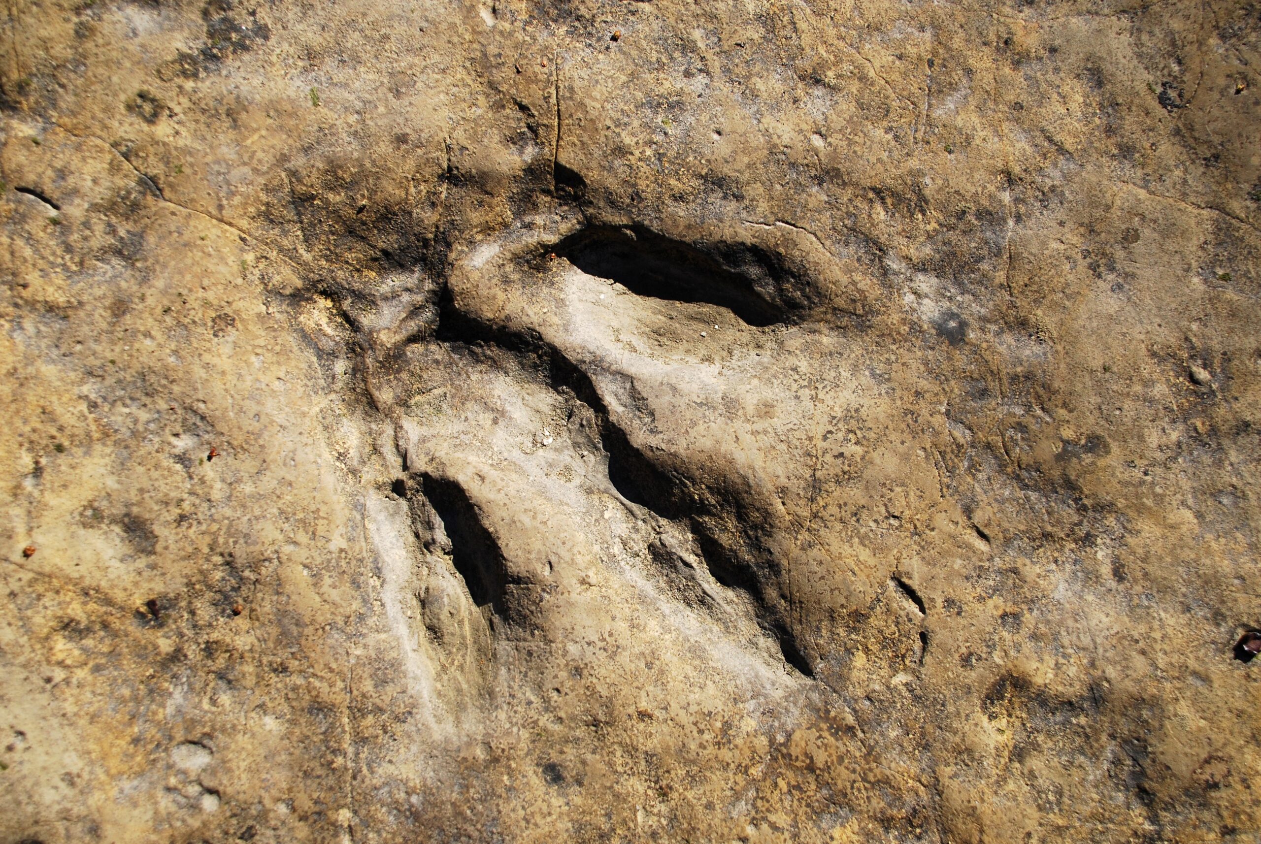 One metre dinosaur footprint found