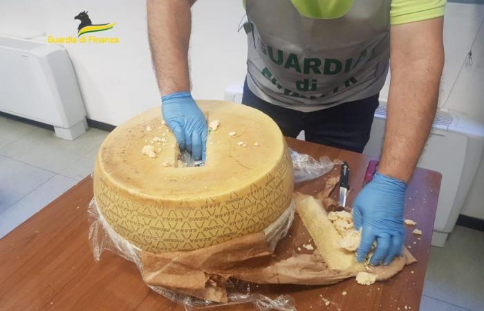 Police in Italy seized 125 kilograms of cocaine hidden in Parmesan cheese